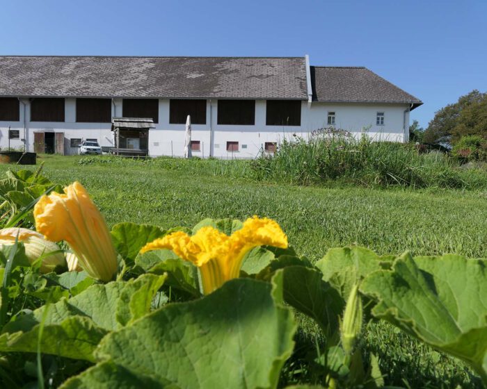 Kürbisblüten im Klostergarten Wernberg vor dem Gutsgebäude und Klosterladen.