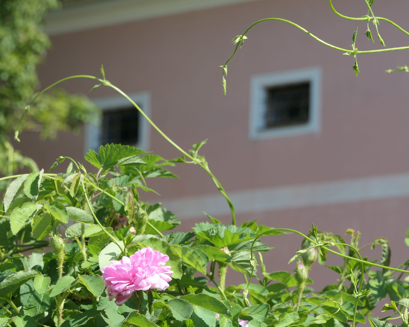 Rose und Hopfen in verwegener Kombination im Hofgarten Seitenstetten.