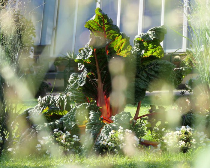 Mangold vor dem Glashaus im Hofgarten in Seitenstetten.