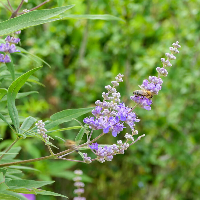 Mönchspfefferblüten an einem Strauch im Klostergarten Benediktbeuern mit einer Biene als Besucherin.