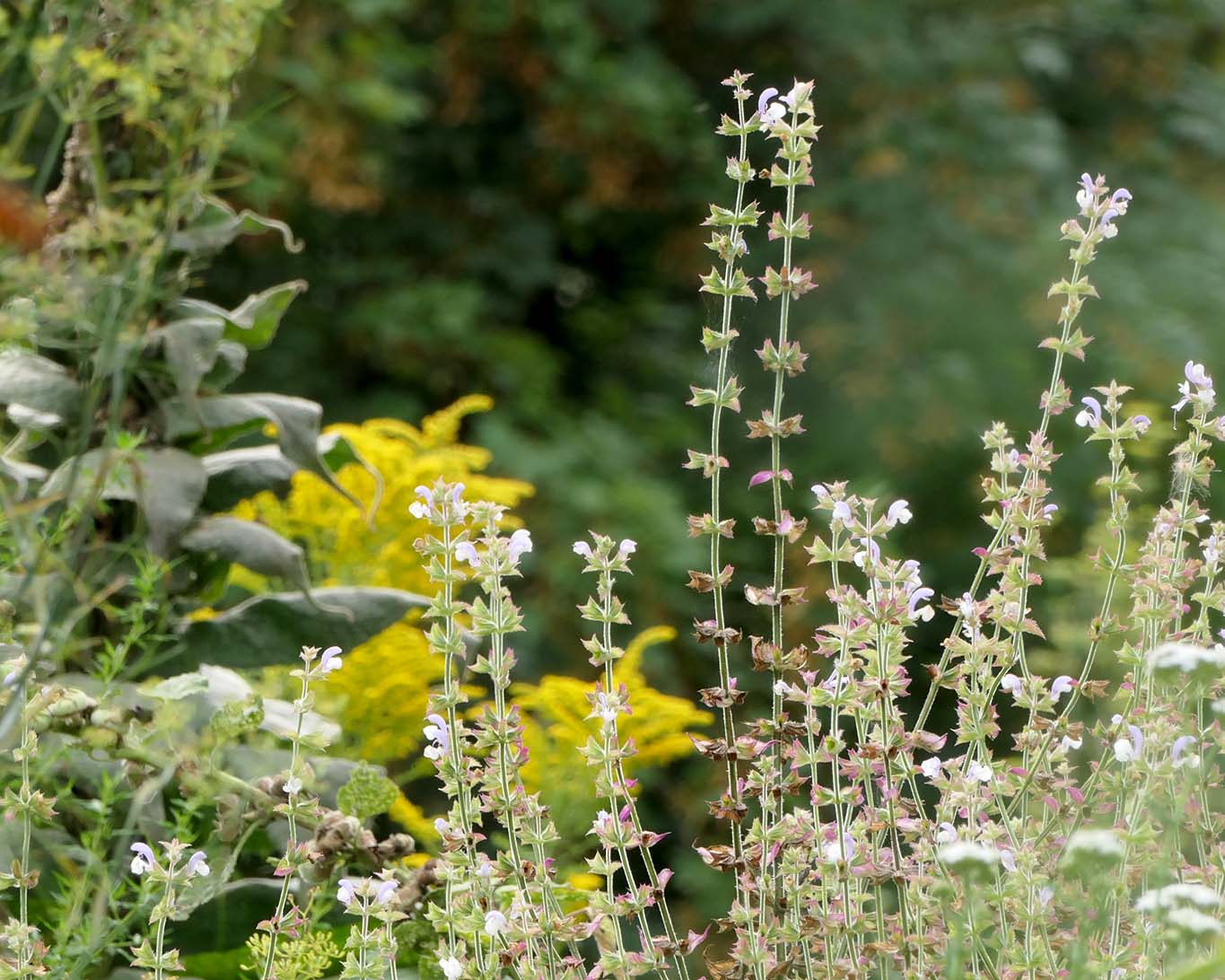 Muskatellersalbei hat seinen Namen vom  Duft seiner Blüten und Blätter.