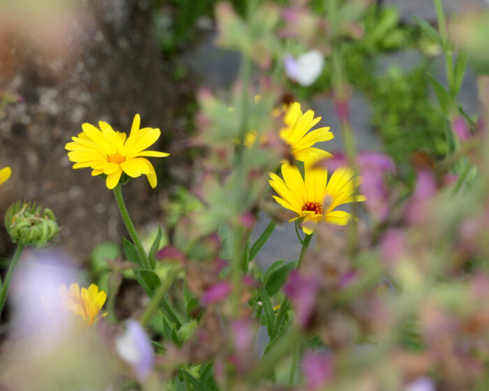 Ringelblumen sind die Alleskönner unter den Heilpflanzen so auch im Klostergarten von Oberzell.