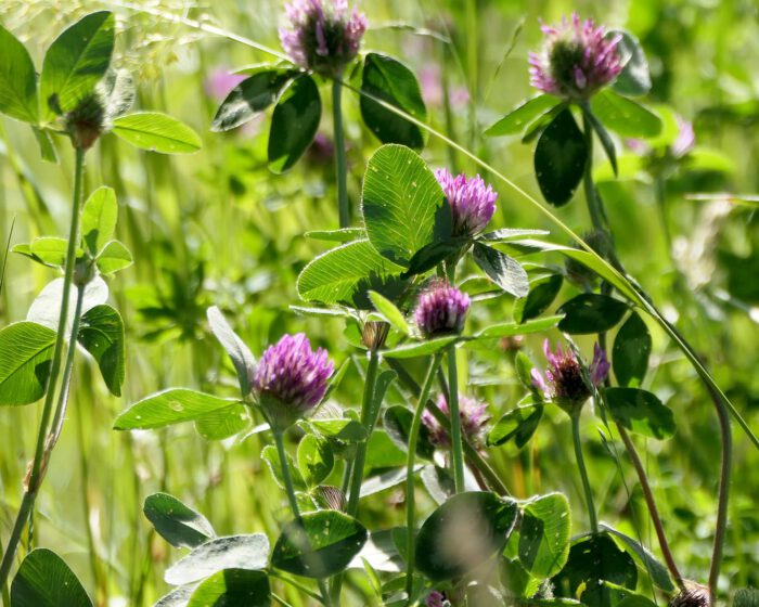 Rotklee ist eine reiche Quelle für die sogenannten Phytohormone.