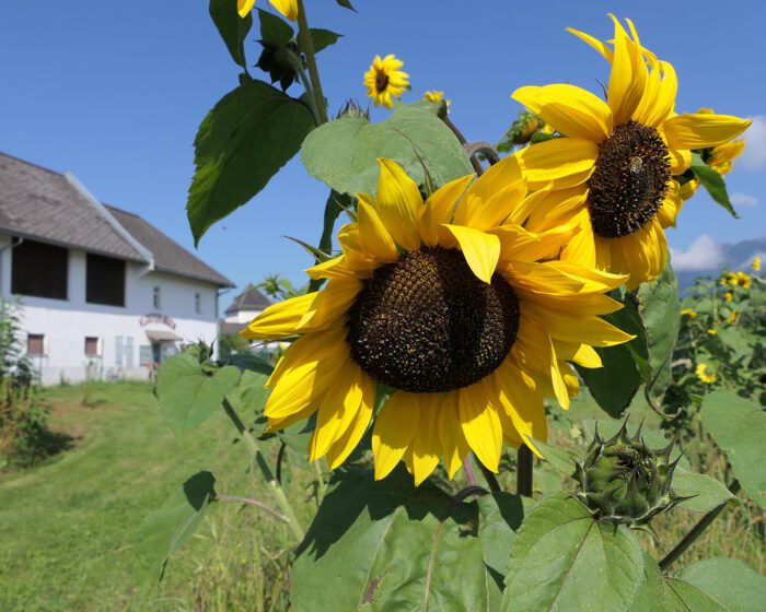 Sonnenblumen im Klostergarten zu Wernberg in Kärnten.