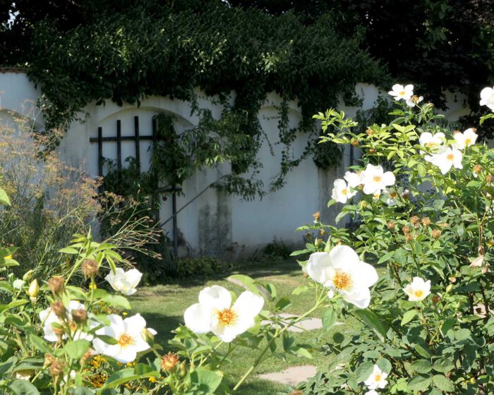 Spalierholz am Kräutergarten im Hofgarten Seitenstetten.