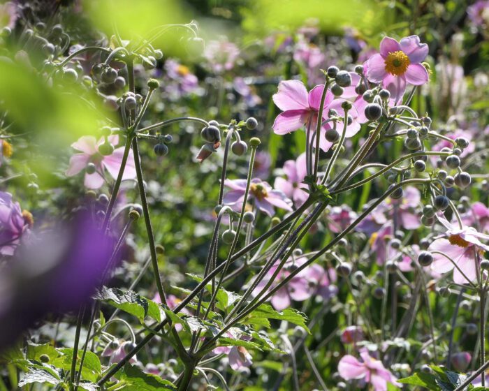 Wildes Blütenarrangement in Seitenstetten.