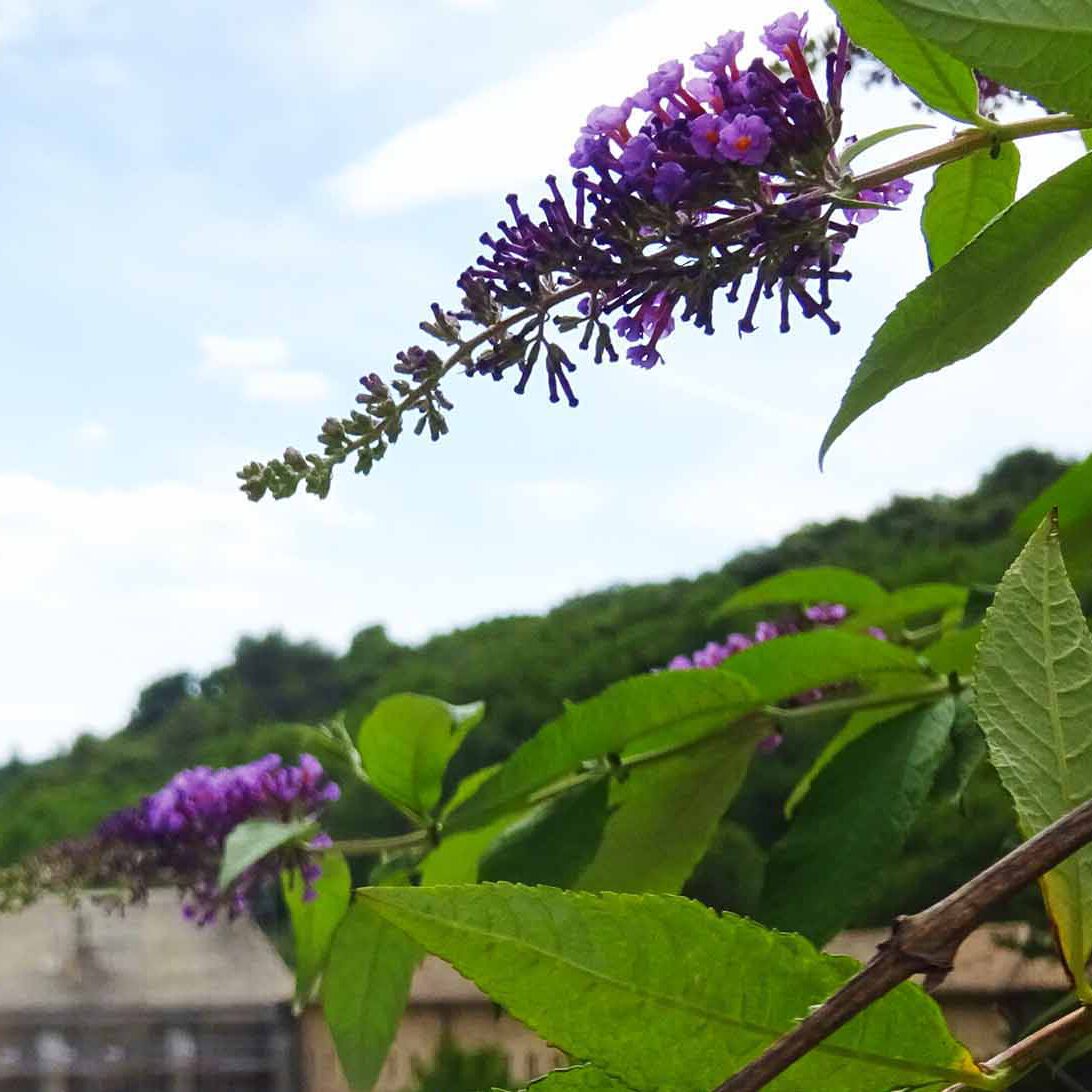 Das Violett des Sommerflieders ergänzt die Nuancen des Lavendes in Senanque.