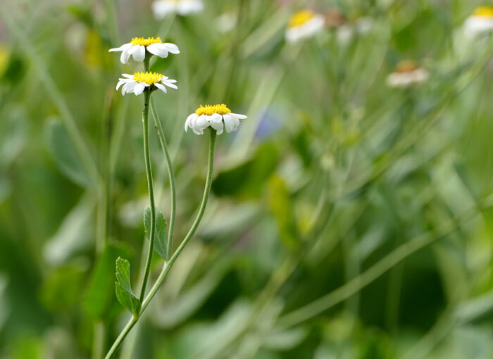 Kampferkraut (Tnacetum tomentosum) ist zwar verwandt mit dem Marienblatt oder Balsamkraut. Seine Blätter haben aber nicht den balsamartigen Duft.