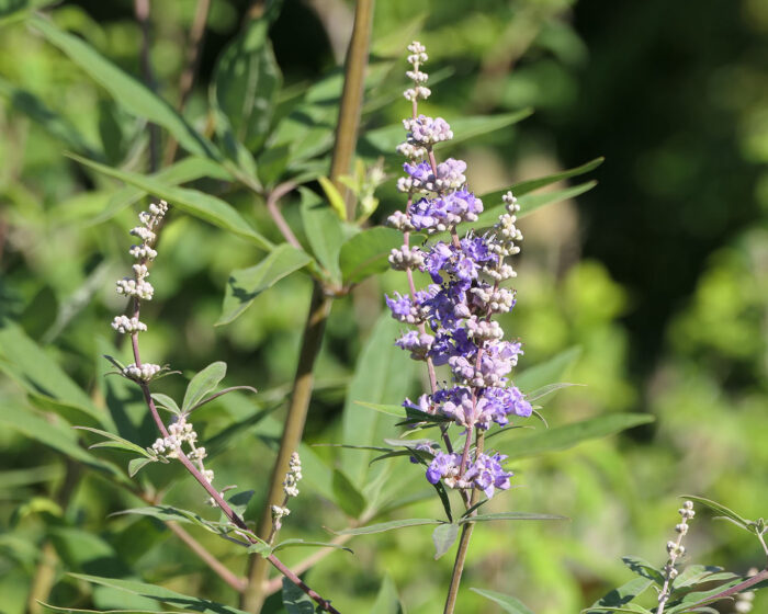 Mönchspfeffer (Vitex agnus-castus) blühend am Strauch im Klostergarten.