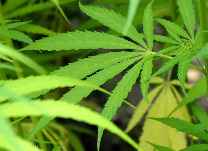 Blick auf die typischen fingerartigen Blätter einer Hanfpflanze (Cannabis sativa L.) im botanischen Garten der Stadt Innsbruck.