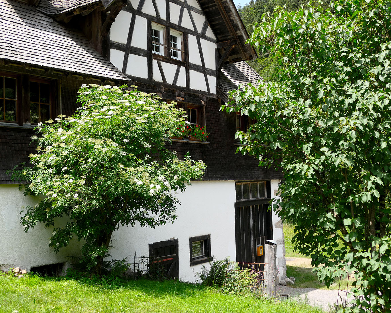 Gehst du an einem Holunderstrauch vorüber, ziehe deinen Hut.