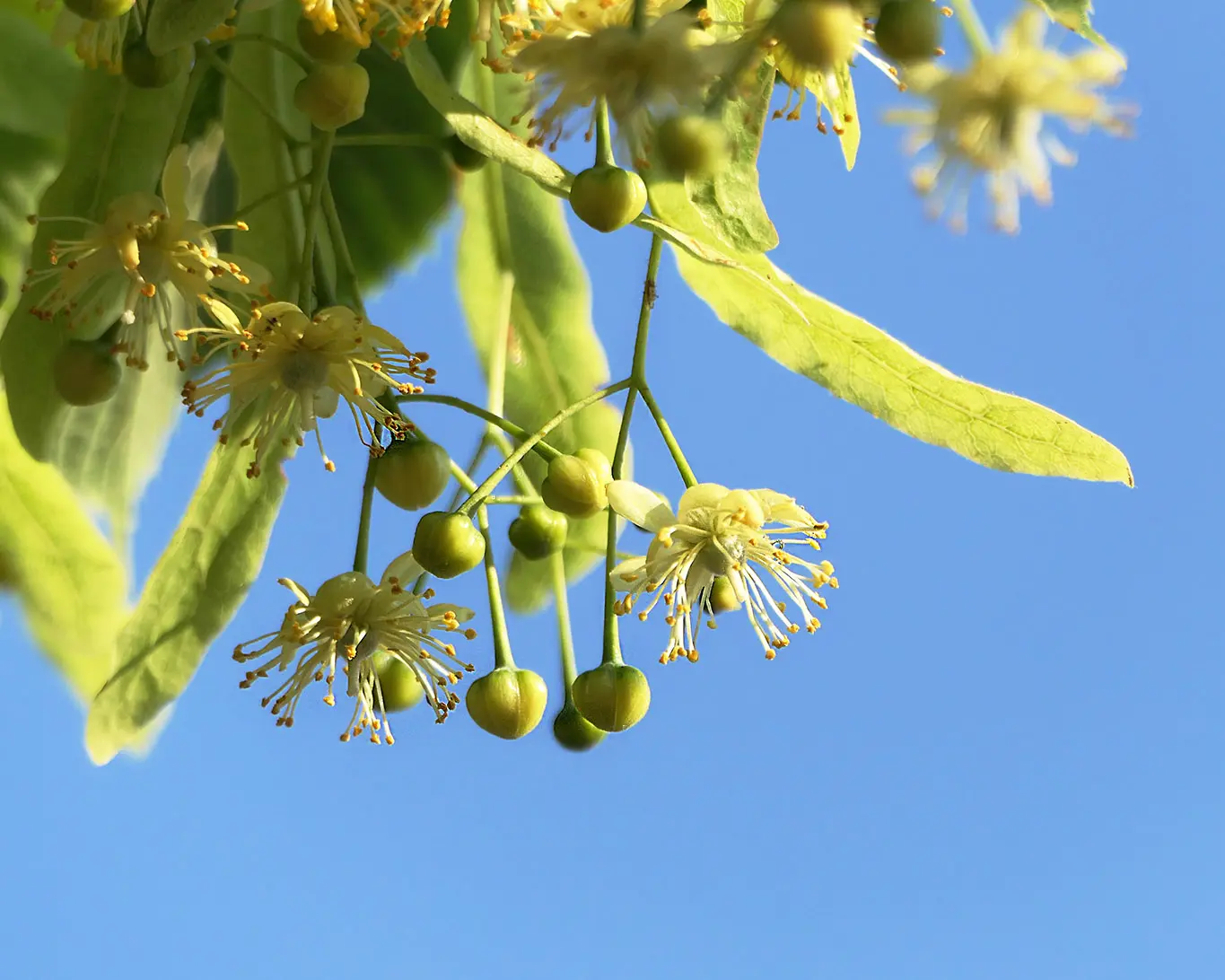 Lindenblüten im Frühsommer unter leuchtendblauem Himmel.