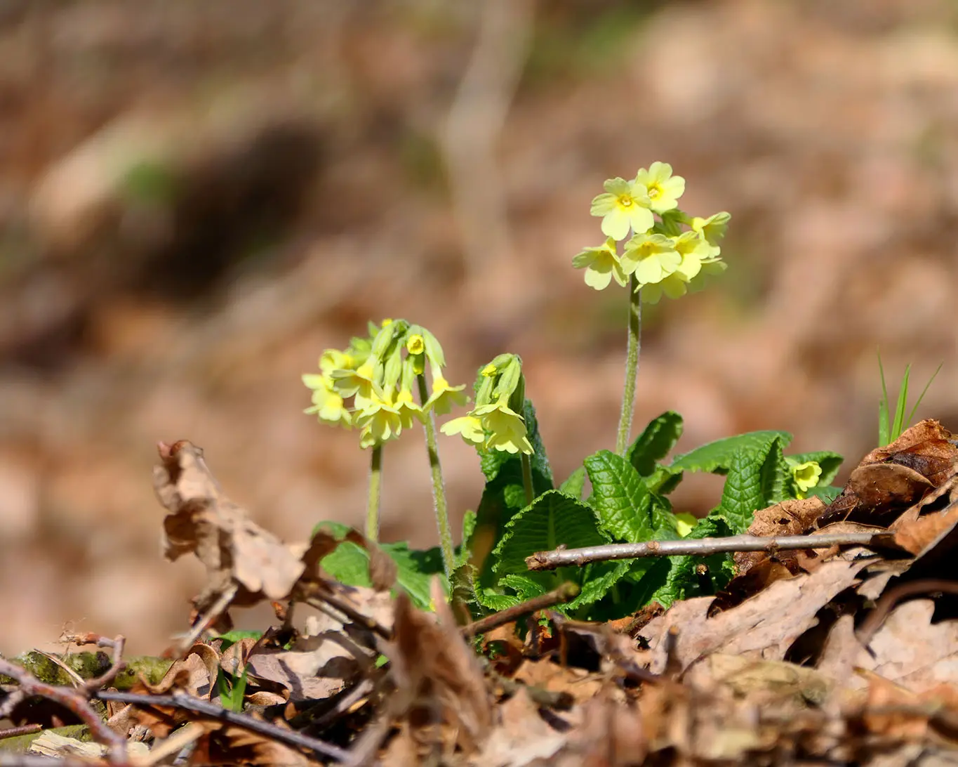 Primeln sind diie Begleiter des Frühlings von seinen frühen bis in seine späten Tage. Himmelsschlüssel werden sie auch genannt.