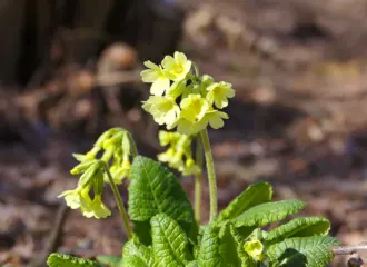 Primula elatior ist die lateinische Bezeichnung für die Hohe Schlüsselblume, wie das heilkräftige Primel auch genannt wird.