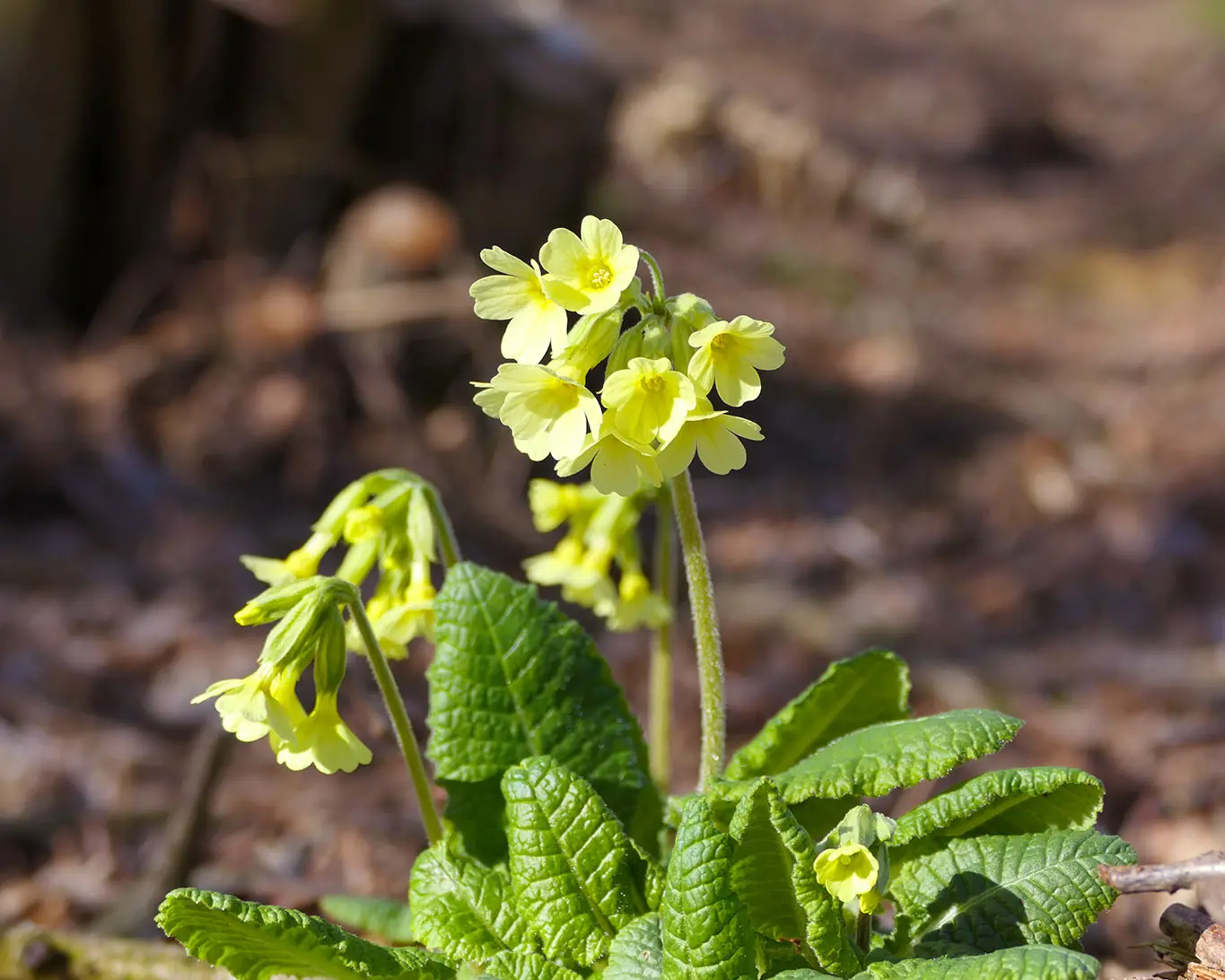 Primula elatior ist die lateinische Bezeichnung für die Hohe Schlüsselblume, wie das heilkräftige Primel auch genannt wird.