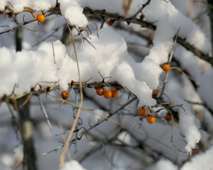 Schneebedeckte Sanddornbeeren am Travemünder Strand.