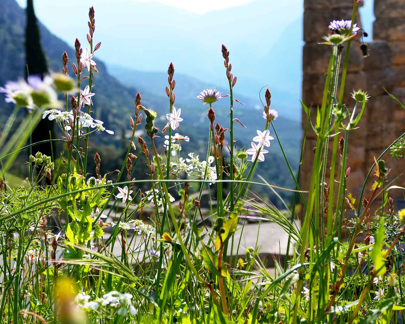 Frühlingswiese im Altertums Denkmal bei Delphi