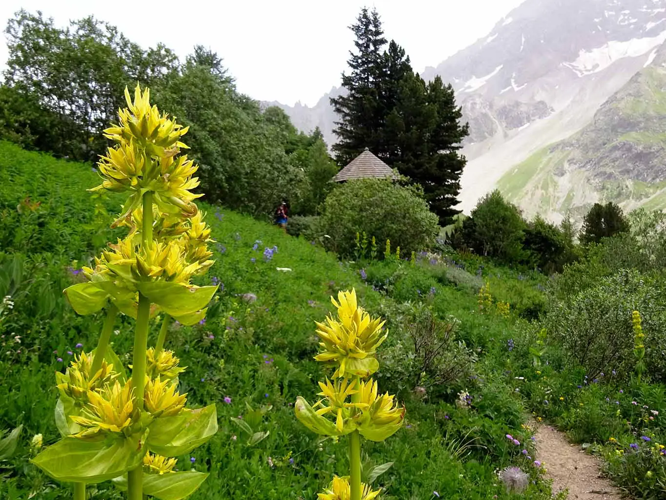 Gelber Enzian ist der klassische Vertreter eines jeden botanischen Gartens mit alpiner Flora.