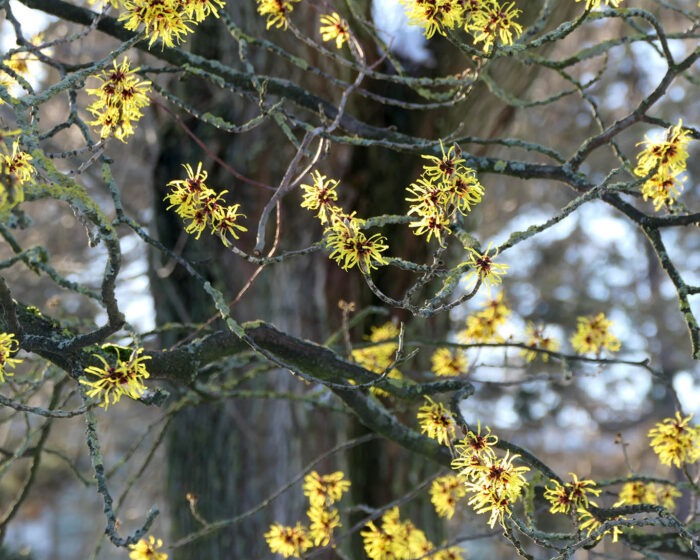 Hamamelis- oder Zaubernusssträcher gehören zu den Frühblühern. Ihre Blüten sind die ersten grünen und gelben Tupfer in winterlichen Parks, Gärten und Anlagen.