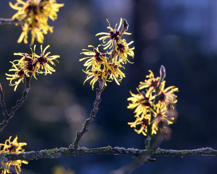 Rindenextrakt aus Hamamelis virginiana L. (Zaubernuss) besitzt die Fähigkeit, die für atopisches Ekzem typische Entzündungskaskade der Keratinozyten zu beeinträchtigen.