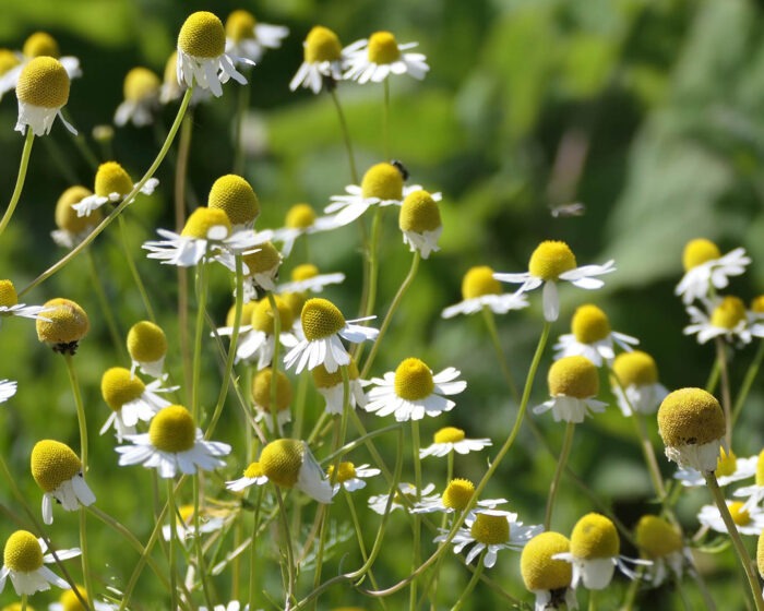 Duftende Kamillenblüten im Kräutergarten der Sektkellerei Wackenheim im Elbtal bei Dresden.