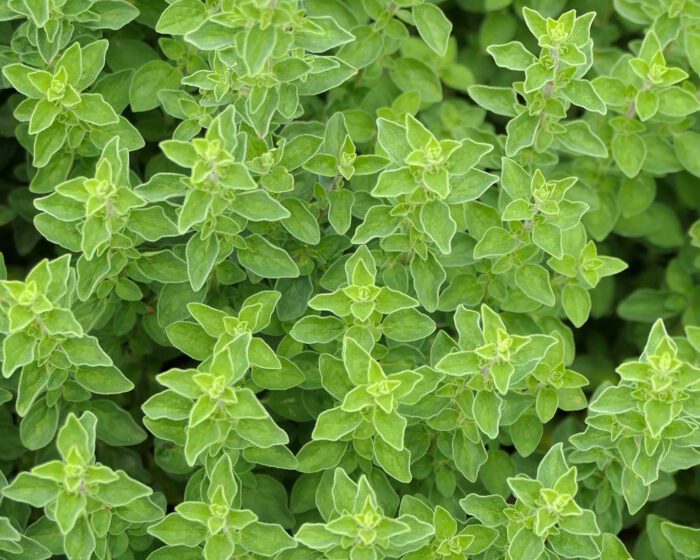 Majoranpflänzchen von oben betrachtet im Garten des  MIP Musee International de Parfum Grasse in Südfrankreich.