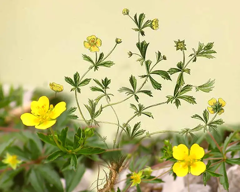 Arzneipflanze des Jahres 2024: Blutwurz – Potentilla erecta