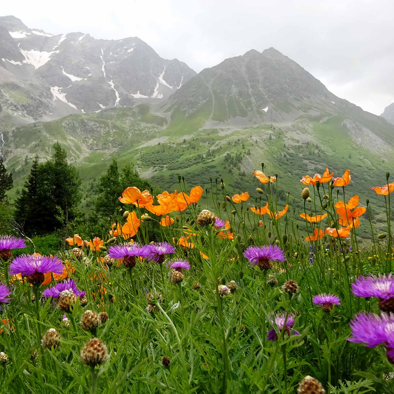 bunt col du lautaret