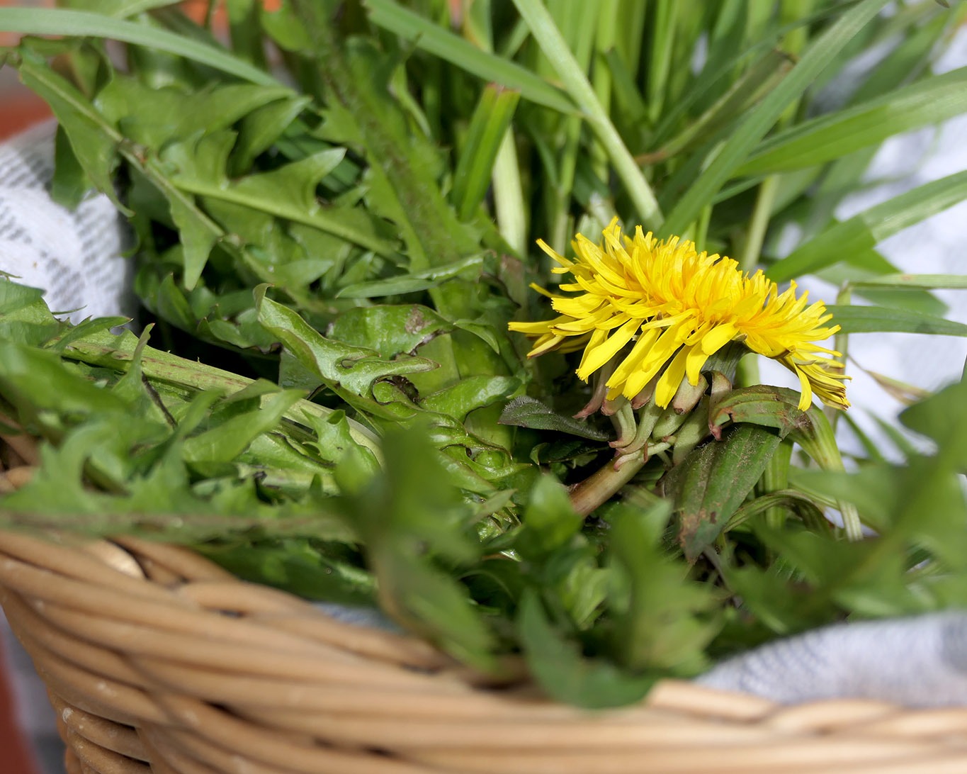 Im Kräuterkorb für den Monat Februar sind diesmal Löwenzahn, Queckenwurzeln und Spitzwegerich.