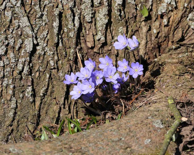 Leberblümchen – was für ein Name