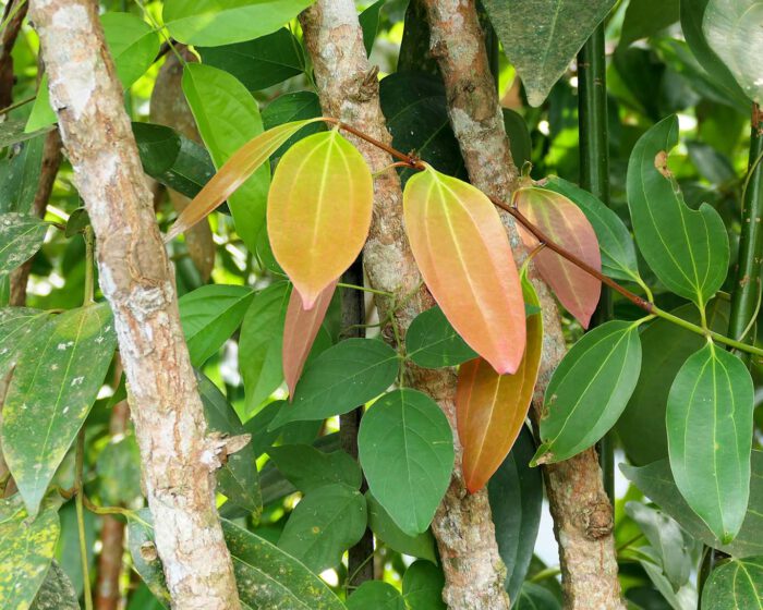 Es sind die Rinden junger Stämme des Zimtstrauches, welche nach dem Schälen und Trocknen als Gewürz oder Arznei verwendet werden.