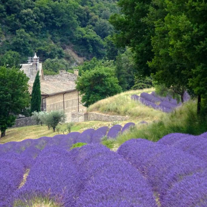 Mitten im Tal zwischen den berühmten Lavendelfeldern liegt die Zisterzienser-Abtei Senanque, die wahrscheinlich berühmteste Frankreichs.