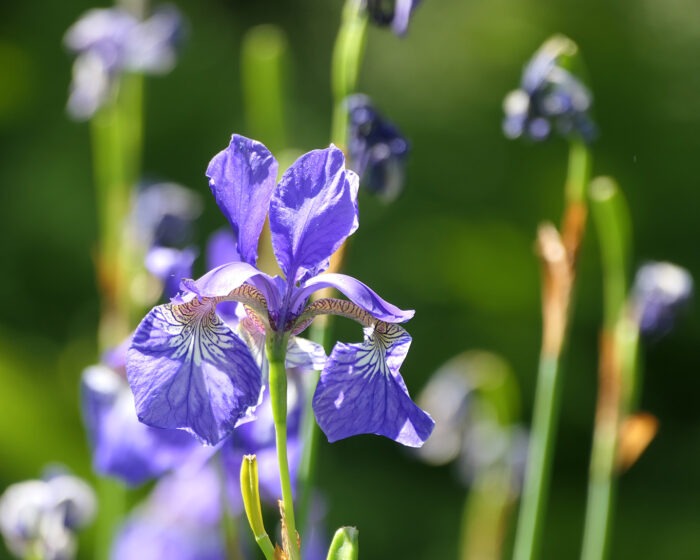 Die Formvollendung der faszinierenden Blüten einer Schwertlilie oder auch Iris haben die bildenden Künste über die Jahrhunderte angeregt.