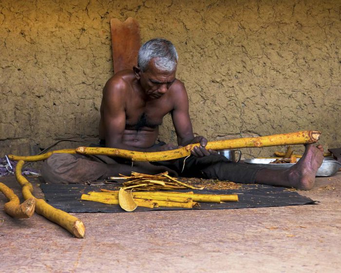 In mühevoller Handarbeit werden die Zimtrinden von den jungen Stämmen der Sträucher heruntergeschält.