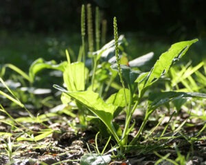 Breitwegerich (Plantago major) ist eine vergessene Heilpflanze mit Potenzial.