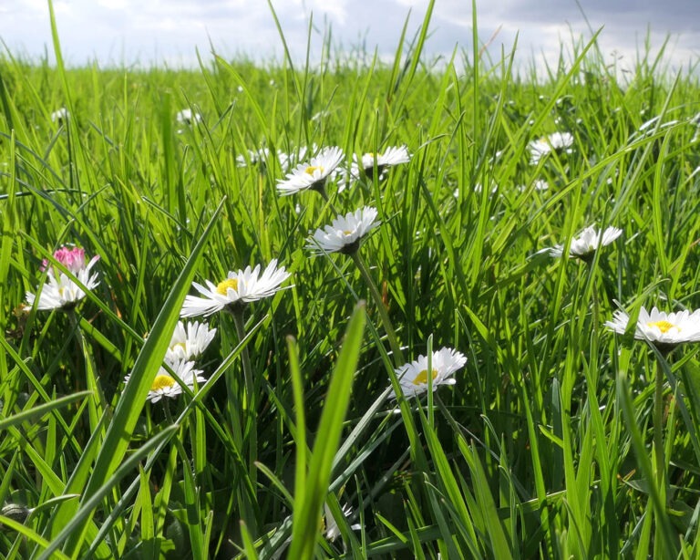 Homöopathen, Heilpraktiker und besorgte Mütter sehen im Gänseblümchen eine wertvolle Heilpflanze.