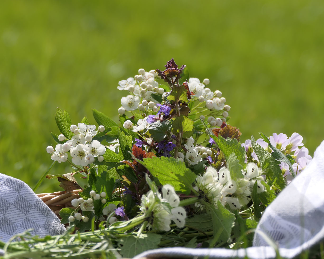 Weisse Taubnessel, Weissdorn, Wiesenschaumkraut und Gundermann befinden sich im Kräutersammelkorb des Wonnemonats Mai.