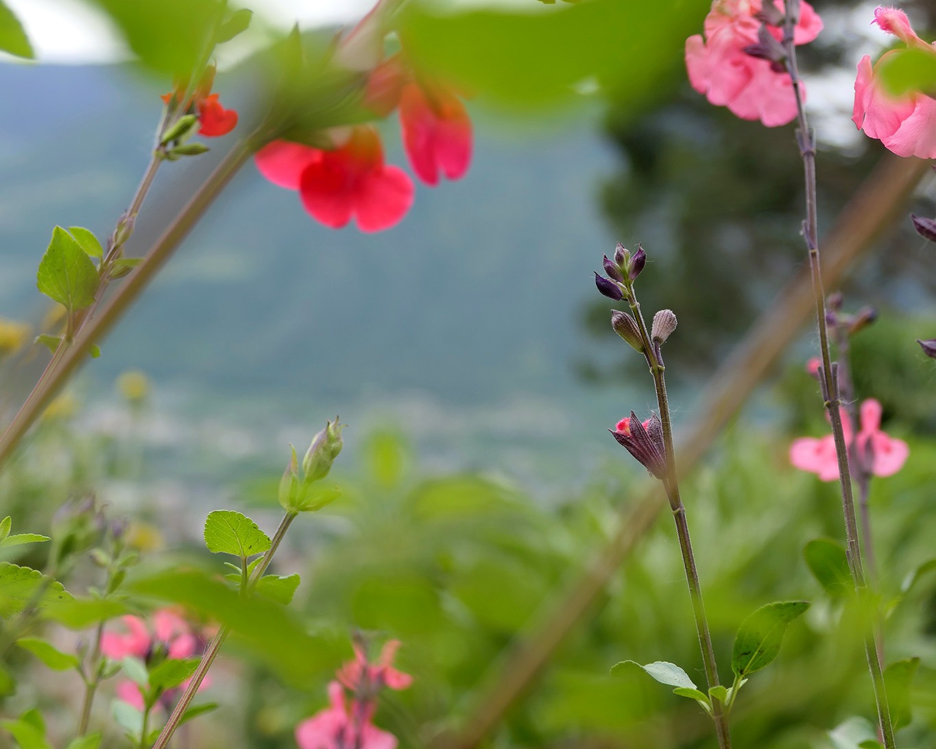 Blutsalbei ist einer der vielen Salbeiarten im Orto delle erbe aromatici in Merano.