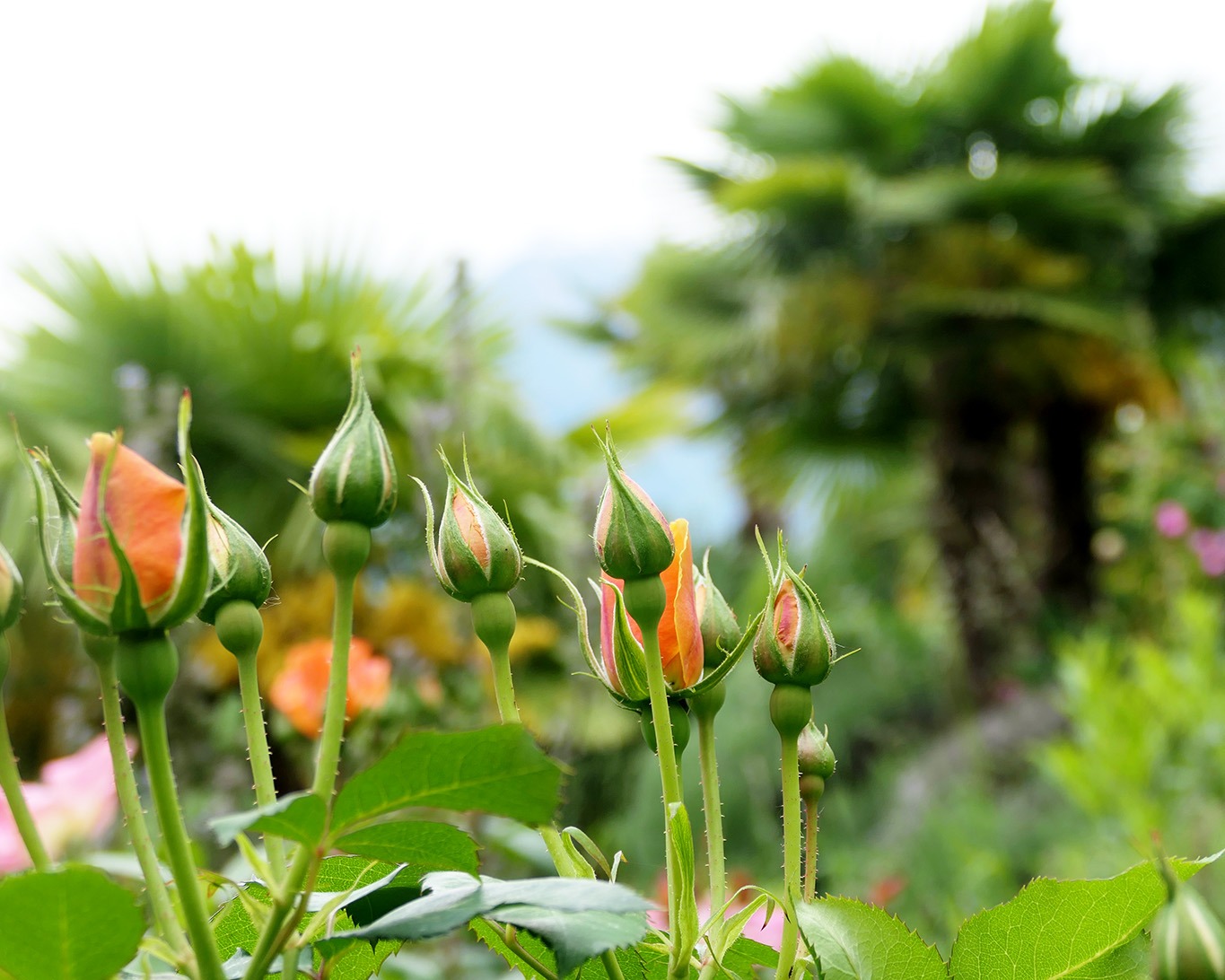 Ohne wohlduftende Rosen funktioniert kein Garten. Als Heilpflanze gehört die Rose auch zum gut angelegten Kräutergarten.