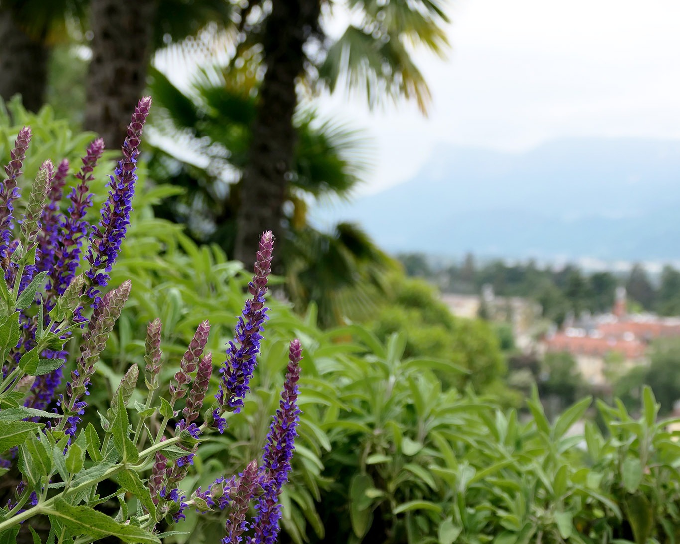 Wiesensalbei und Palmen im Meraner Kräutergarten.