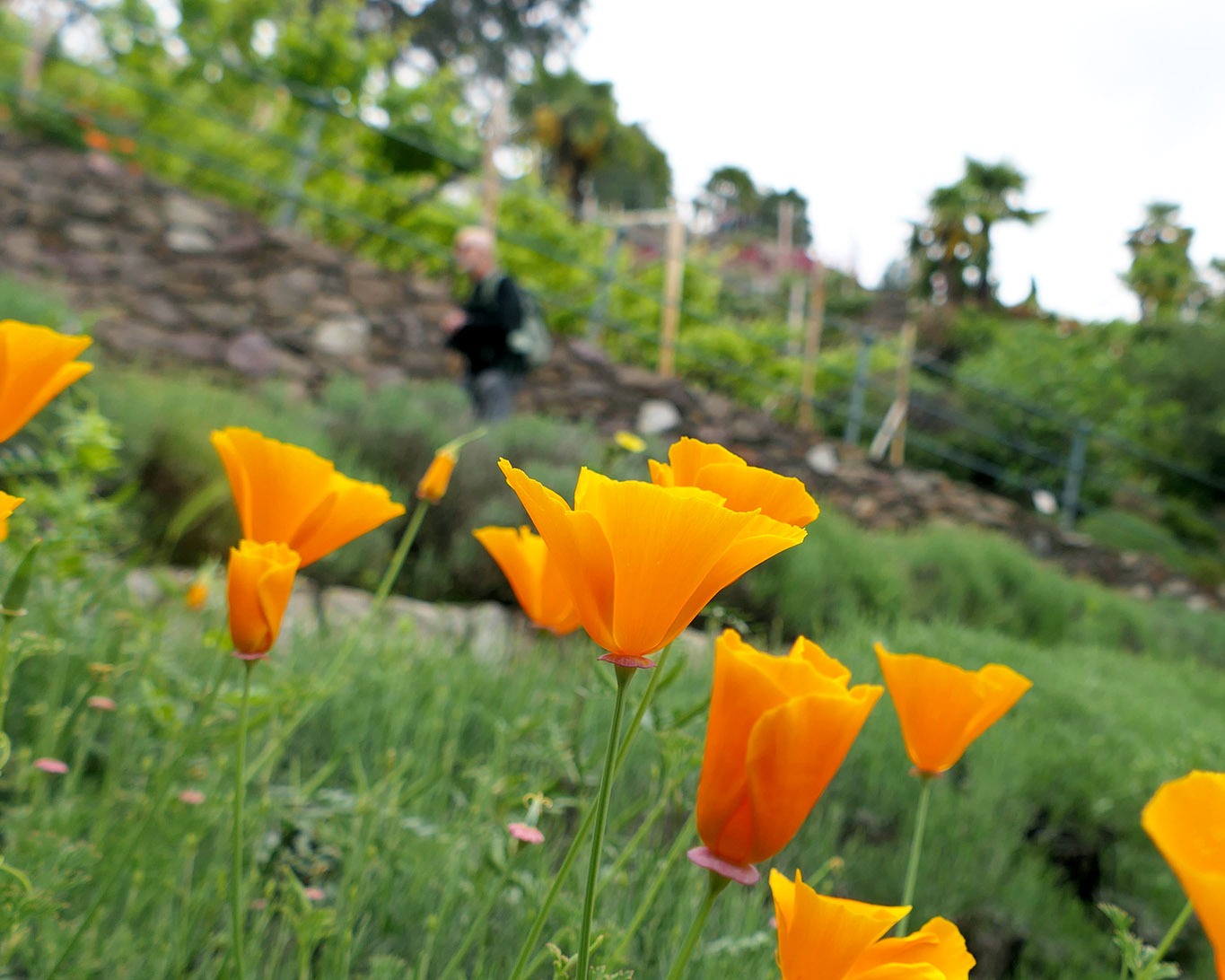 Nicht wirklich einschläfernd wirken die Schlafmützchen des Schlafmohnes auf die Besucher des Kräutergartens in Meran.