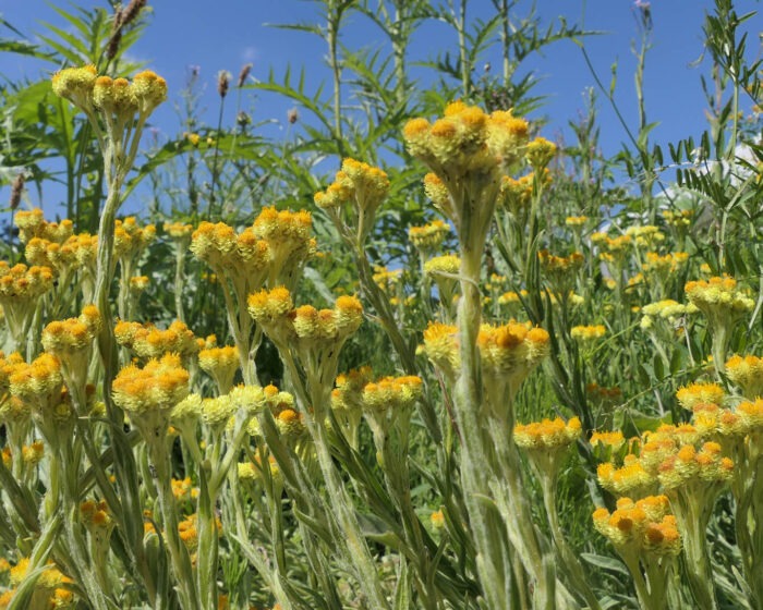 Strohblumen Helichriysum aenum Uni Kiel