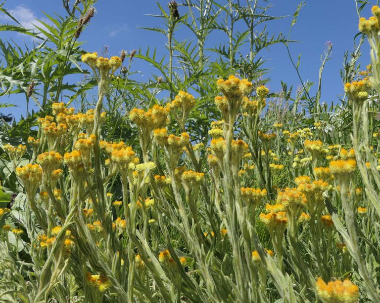 Sandstrohblumen auch Katzenpfötchen genannt helfen gegen Blähungen.