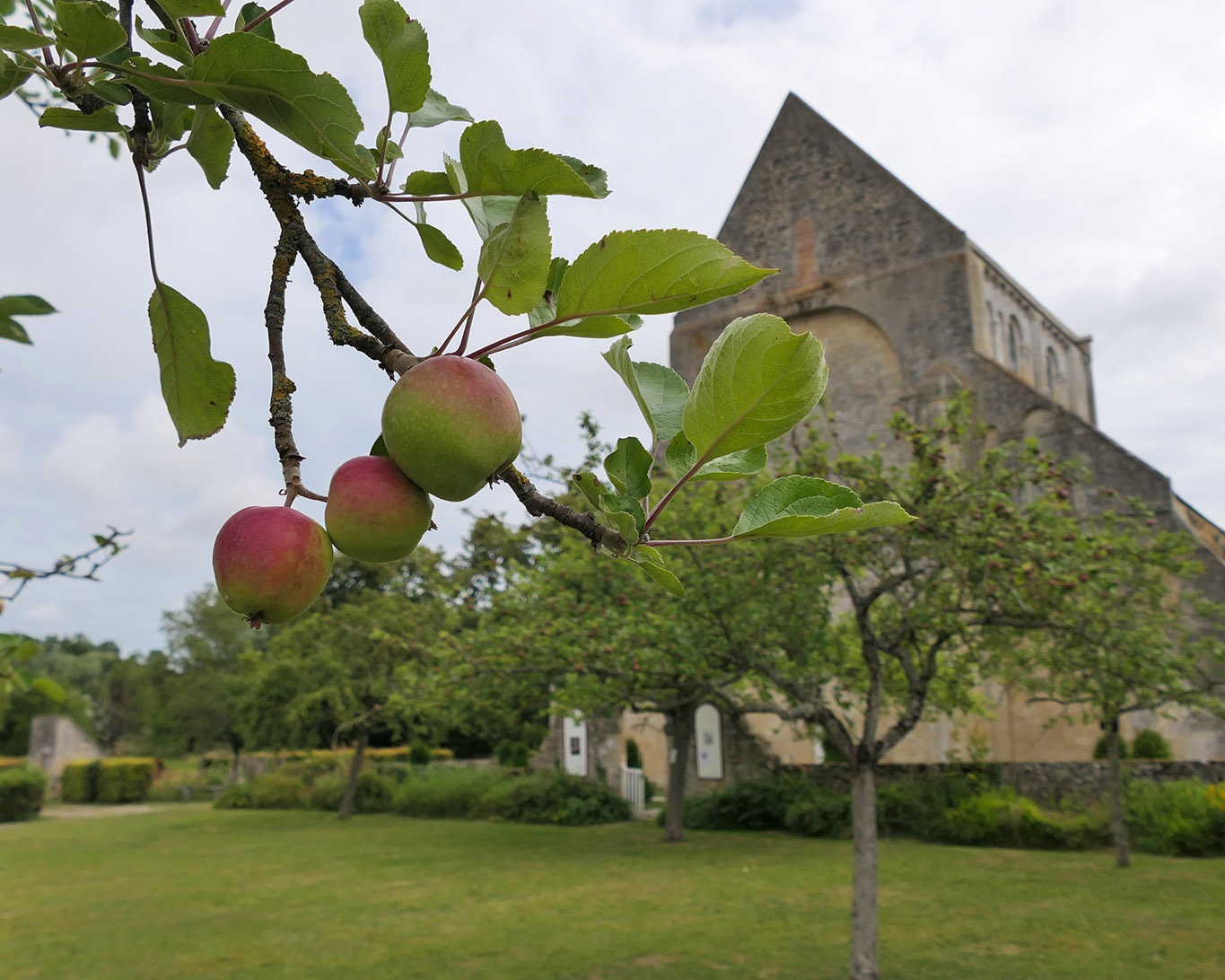 Die Äpfel, die kein Mönch mehr pflückt.