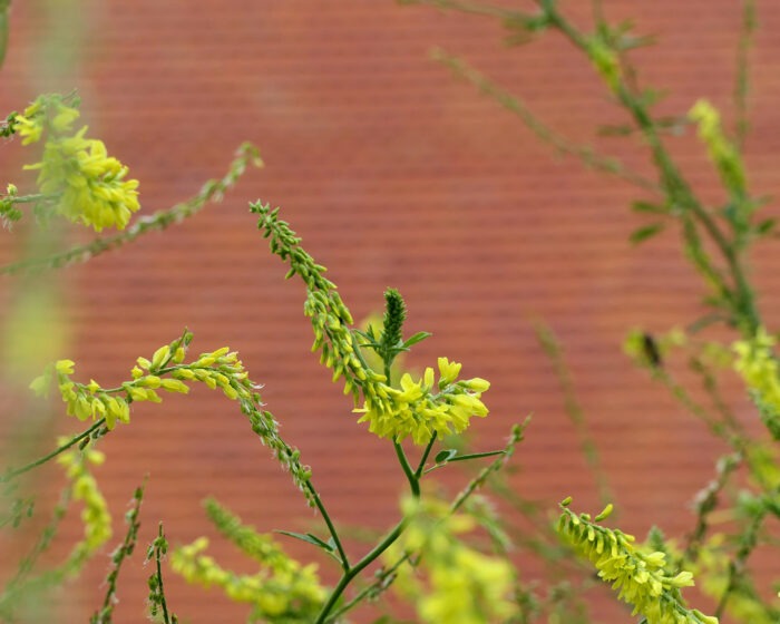 Gelber Steinklee im Kräutergarten des Klosters Lorsch mit seinen typischen Blüten.