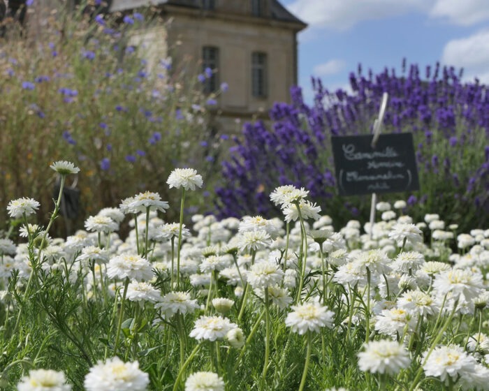 Römische Kamille mit Lavendel im Hintergrund im Klostergarten der Abtei Saint-George de Boscherville
