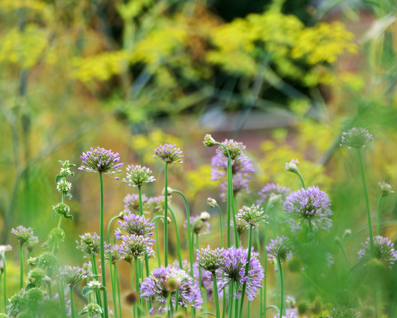Schnittlauch meets Fenchel und Andorn im Klostergarten Münster.