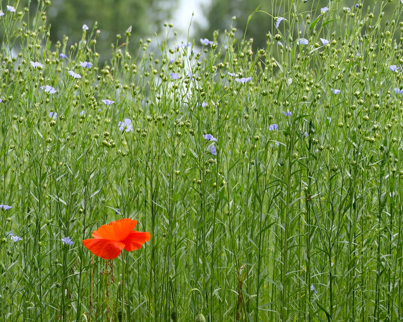 Ein blühendes Leinfeld im Juli in der Normandie mit einer Klatschmohnblüte.