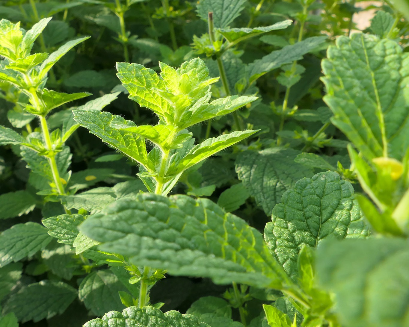 Ein kleines Kraftwerk der Natur wächst im Vorgarten des Bauernhauses im Burgund dem Dorf Taize: die Melisse.