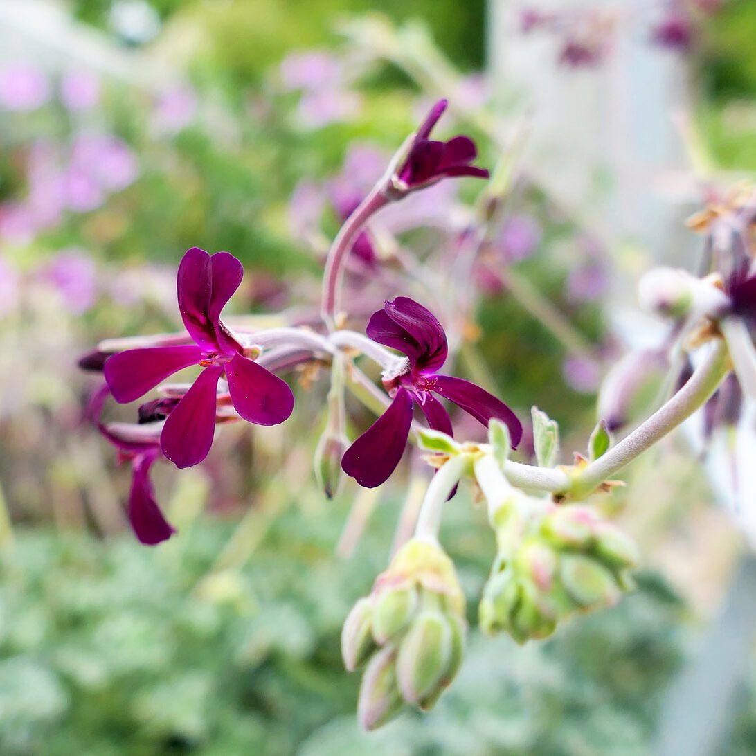 Die Wurzeln der Kapland-Pelargonie enthalten wirksame Inhaltsstoffe zur Linderung von Erkältungskrankheiten.